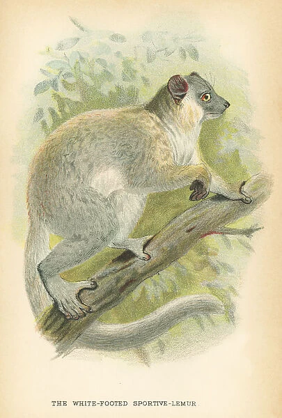 Lemur primate 1894