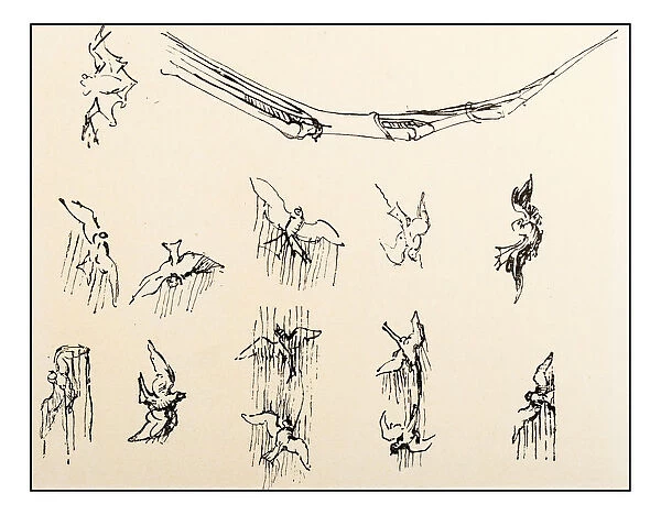 Leonardos sketches and drawings: birds flying