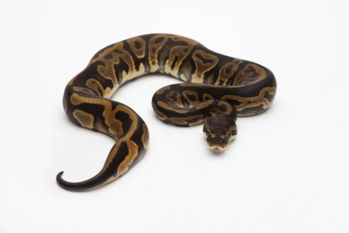 Framed Print : Female Leopard Ball Python Print Framed Print : Female Leopard Ball Python Print