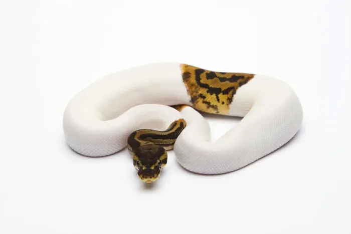 Framed Print : Leopard Piebald Ball Python Print