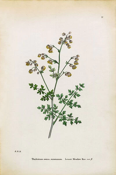 Lesser Meadow Rue, Thalictrum minus montanum, Victorian Botanical Illustration, 1863