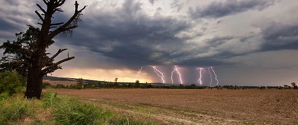 Lightning Thunderstorm at Sunset with Multiple Forked Lightning Strikes, Magaliesburg, Gauteng Province, South Africa