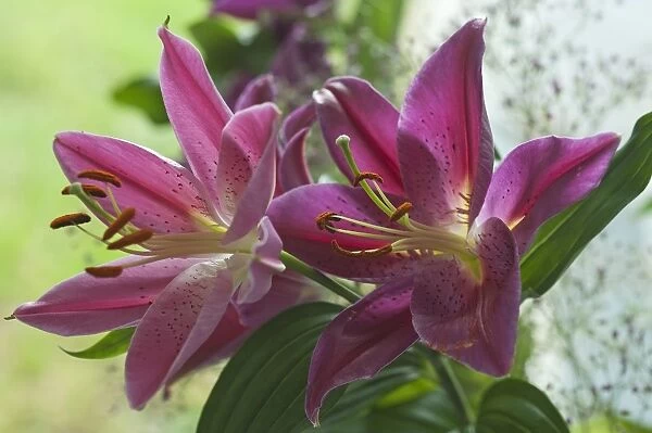 Two Lilies -Lilium-, flowers