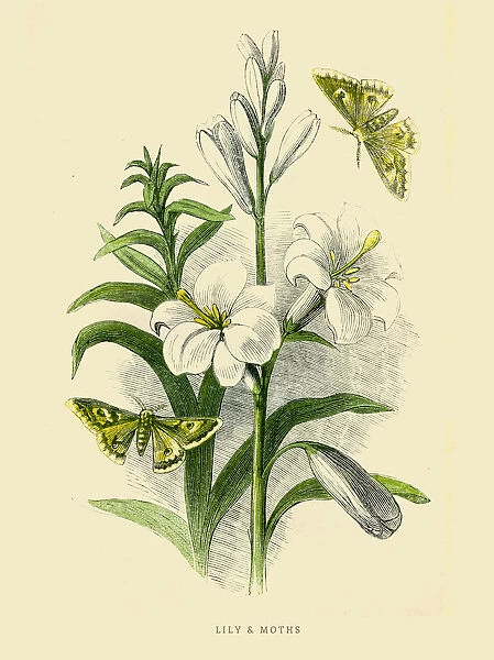 Lily and moths illustration 1851
