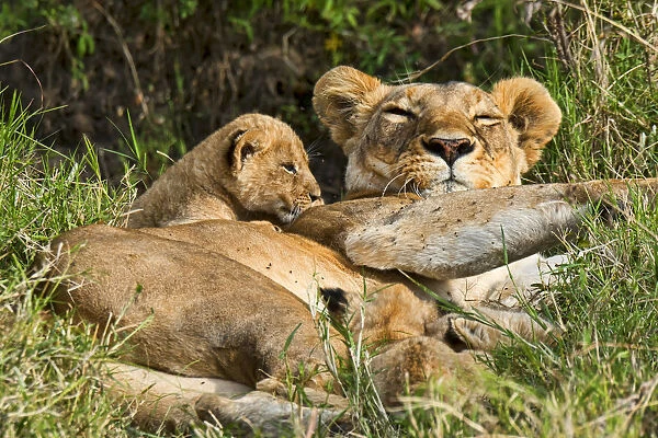 Lioness -Panthera leo- with cub, Msai Mara, Kenya