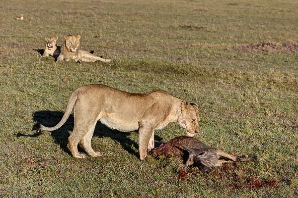 Lioness -Panthera leo- feeding on wildebeest -Connochaetes taurinus- observed by two young lions, Masai Mara National Reserve, Kenya, East Africa, Africa, PublicGround