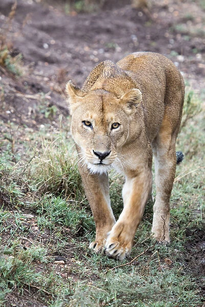Lioness (Panthera leo) walking along road