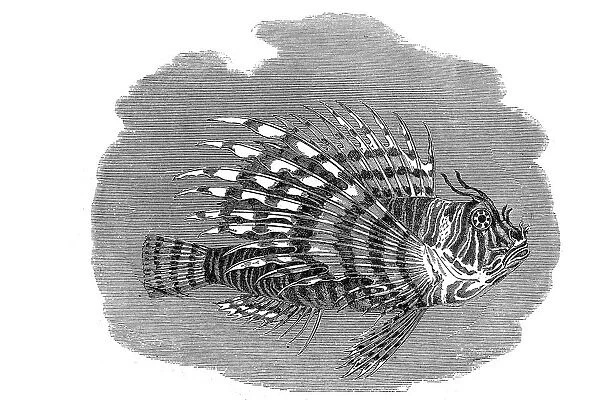 Lionfish Pterois Fish