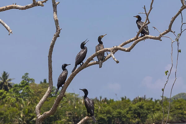 Little Cormorants -Phalacrocorax niger- perched on a tree, nature reserve near Godahena, Galle region, Southern Province, Sri Lanka