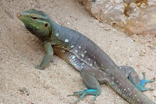 Lizard (Cnemidophorus murinus) on Curacao
