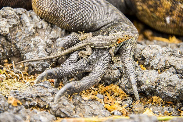 Lizard on the hand of a Marine iguana