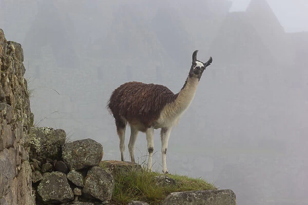 Llama in Archaeological ruins of Machu Picchu