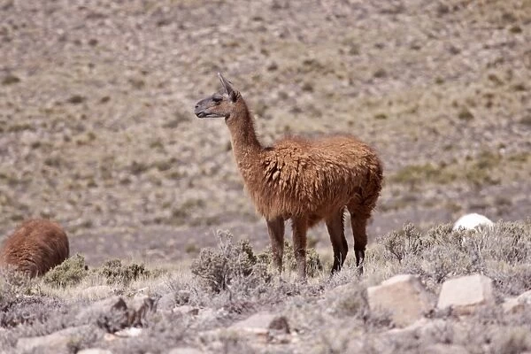 Llama near Arequipa, Peru, South America