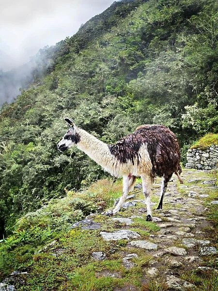 Llama on a Peruvian mountainside