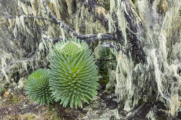 Lobelia, Lobelia deckenii, unique vegetation of the Moorland and Heath zone, Mount Kilimanjaro, Kilimanjaro Region, Tanzania