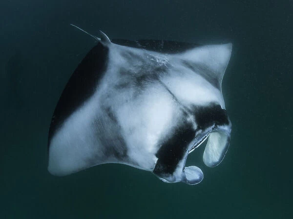 Looking down on a manta ray as it feeds on plankton, Hanifaru Bay, Baa Atoll, Maldives