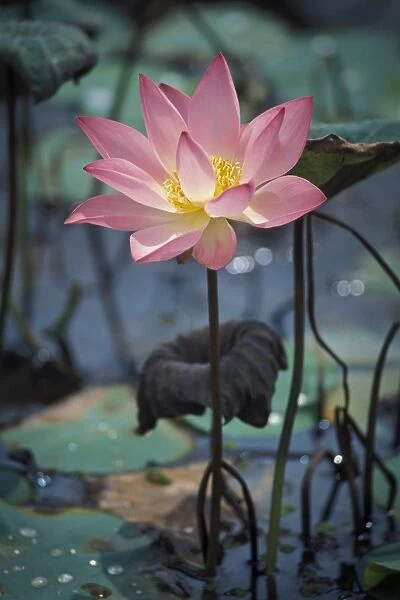 Lotus -Nelumbo-, Vembanad Lake, Kerala, South India, India, Asia