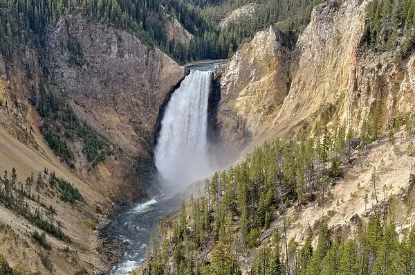 Lower Falls, view from Lookout Point, Grand Canyon of the Yellowstone River, North Rim, Yellowstone National Park, Wyoming, USA