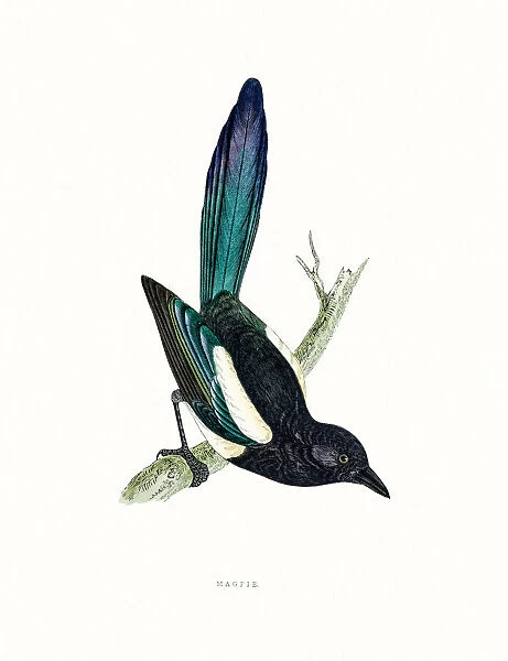 Magpie. A photograph of an original hand-colored engraving