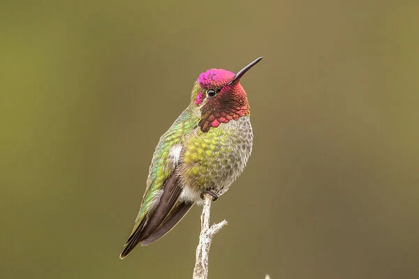 Male Annas hummingbird displaying colors, San Luis Obispo, California, USA