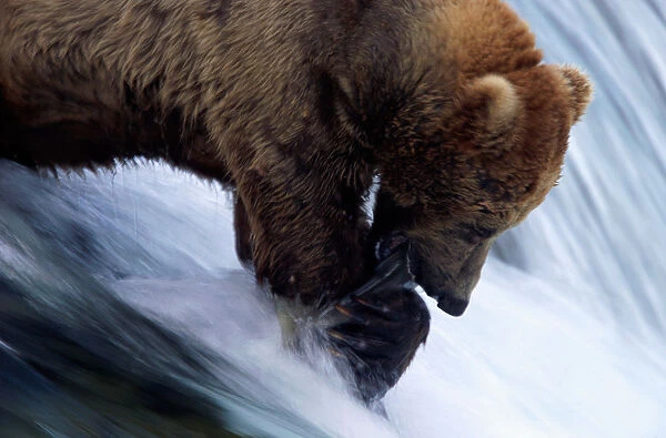 Male brown bear (Ursus arctos) catching salmon