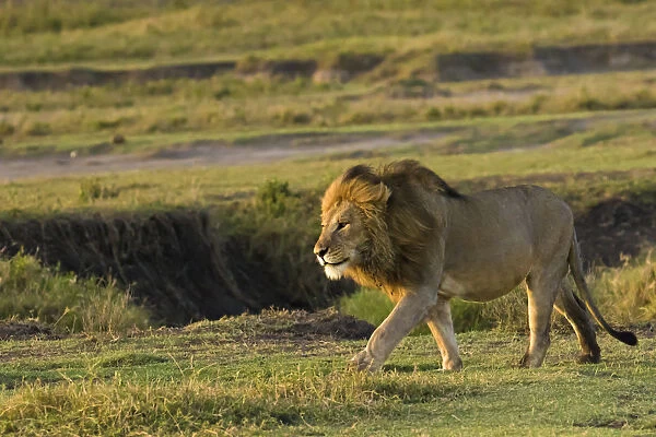 Male lion (Panthera Leo) walking in Ngorongoro Conservation Area, Tanzania