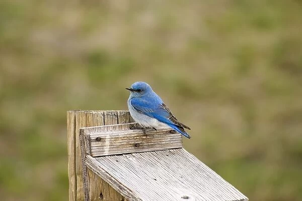 Male mountain bluebird on top of a nesting box