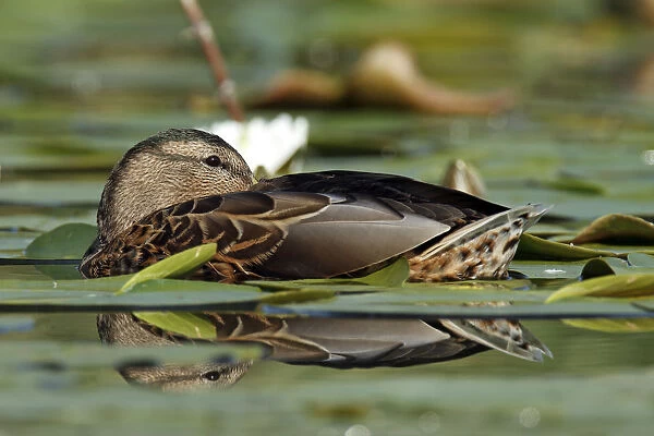 Mallard -Anas platyrhynchos-, resting in a bed of water lilies, with reflection, Leppinsee lake, Mecklenburg-Strelitz district, Mecklenburg-Western Pomerania, Germany, Europe