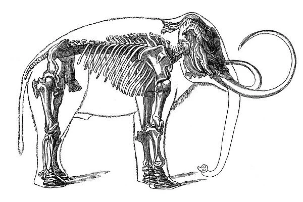 Mammoth skeleton (elephas primigenius)