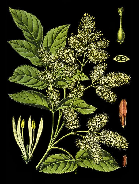 manna ash, South European, flowering ash, ash