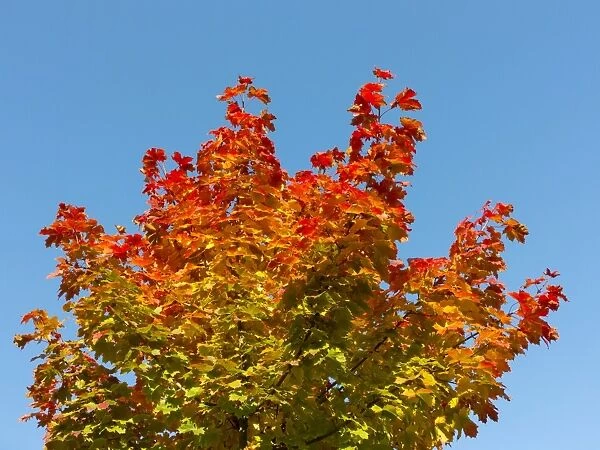Maple -Acer sp. - with autumn colors