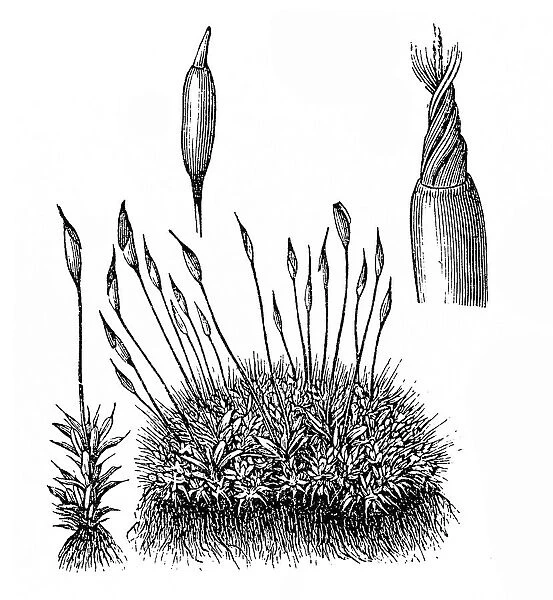 Marchantia polymorpha - Common Liverwort or Umbrella Liverwort