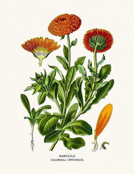 Marigold (Calendula officinalis)