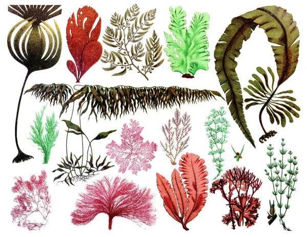 Marine plants, leaves and seaweed, coral