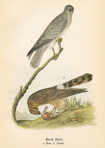 Marsh hawk bird lithograph 1890