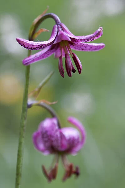 Martagon or Turks cap lily -Lilium martagon-