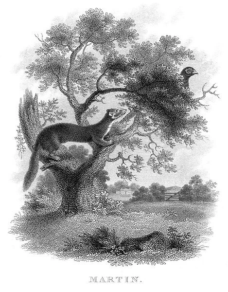 Marten hunting bird engraving 1812
