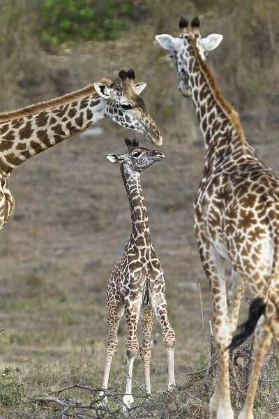 Masai giraffes -Giraffa camelopardalis- with young, Arusha Nationalpark, Tansania, Tanzania