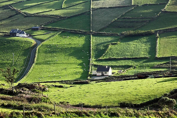 Meadows with walls, Firkeel, Beara Peninsula, Cork, Republic of Ireland, British Isles, Europe