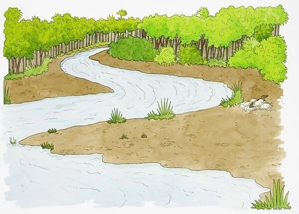 Meandering stream with tree-lined bank