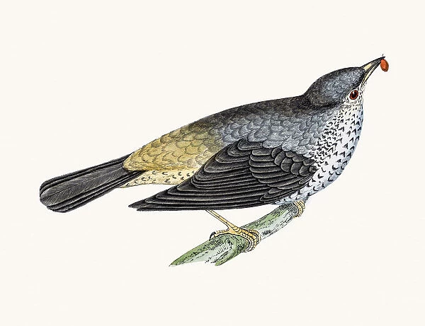 Mistle thrush bird