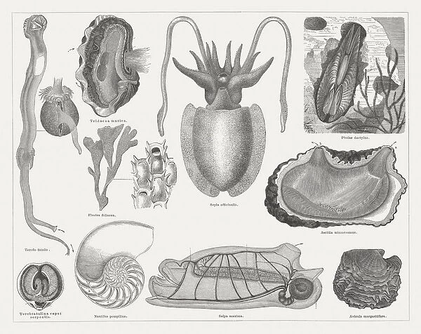 Mollusca, wood engravings, published in 1877