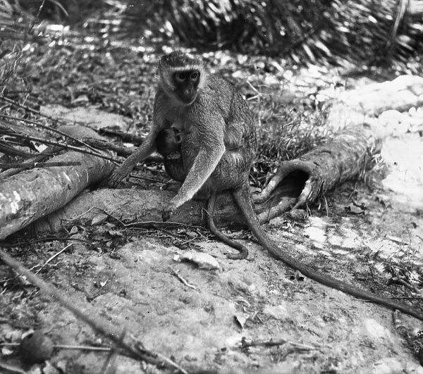Monkey. 1955: A common monkey with its young on Kandahar Island near Victoria Falls