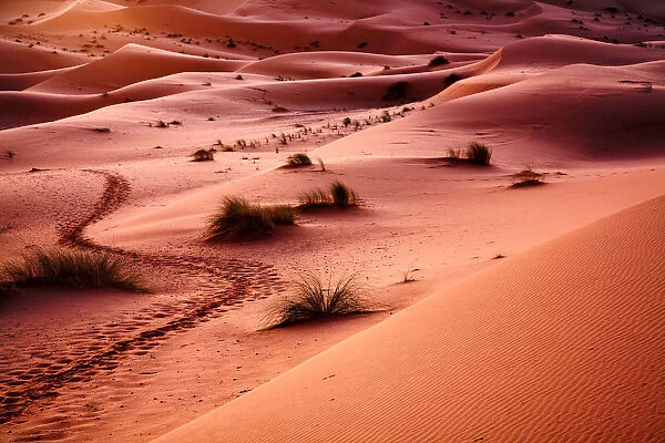 Morocco - Sahara: Desert Trail