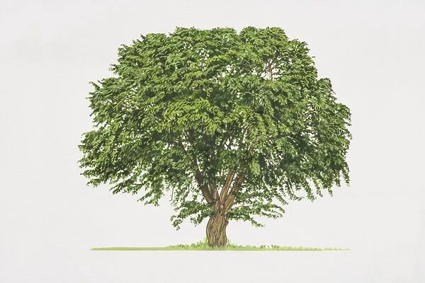 Morus alba, White Mulberry, leafy tree with a short thick trunk