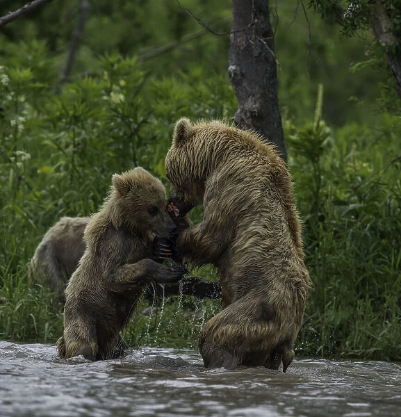 Mother And Cub Brown Bears Wrestle