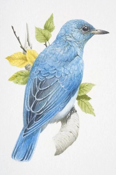 Mountain Bluebird, sialia currucoides, turquoise blue bird sitting on a branch