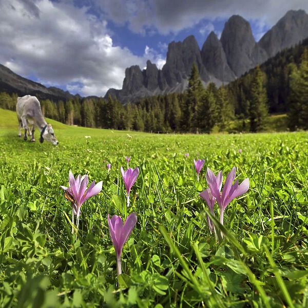 Mountain pasture with a dairy cow and flowers, after a thunderstorm, Zanser Alm alp, Santa Maddalena, Villnoess or Funes Valley, Geisler Group, Odle Mountains, Dolomites, South Tyrol, Italy, Europe