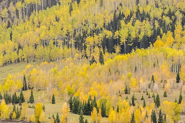Mountain trees in fall color, Gunnison National Forest, Colorado, USA