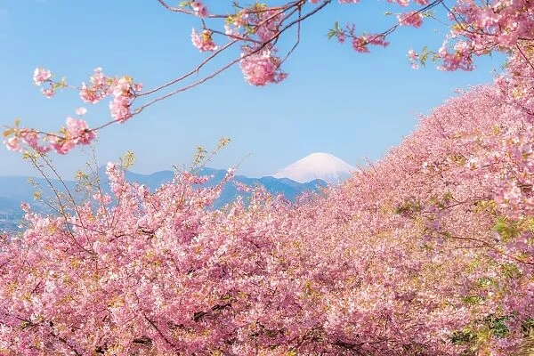 Mt. Fuji among sakura